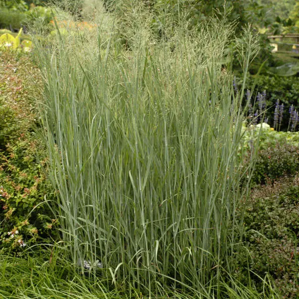 Switchgrass Heavy Metal