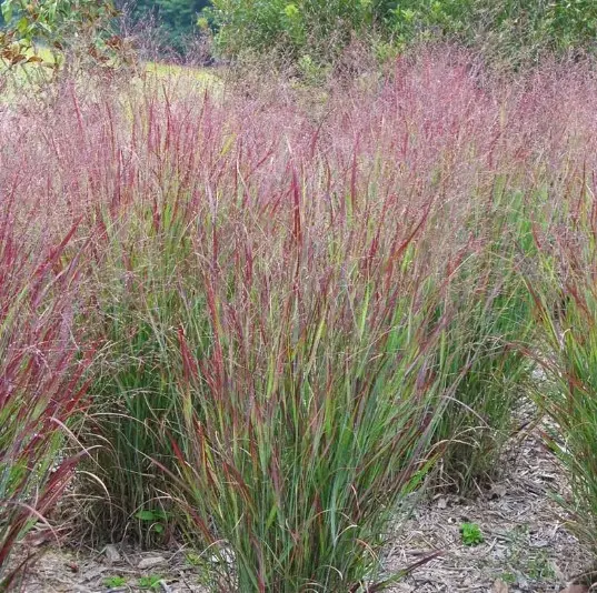 Switchgrass Shenandoah