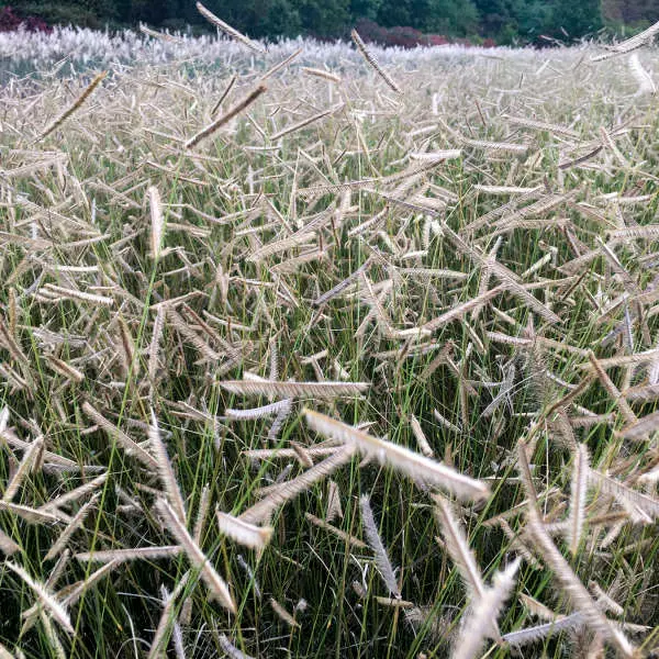 Blue Grama Blond Ambition