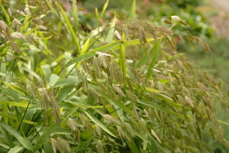 Northern Sea Oats - Native