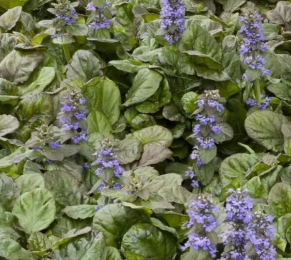 Bugleweed Bronze Beauty