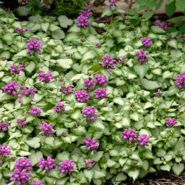 Dead Nettle Purple Dragon