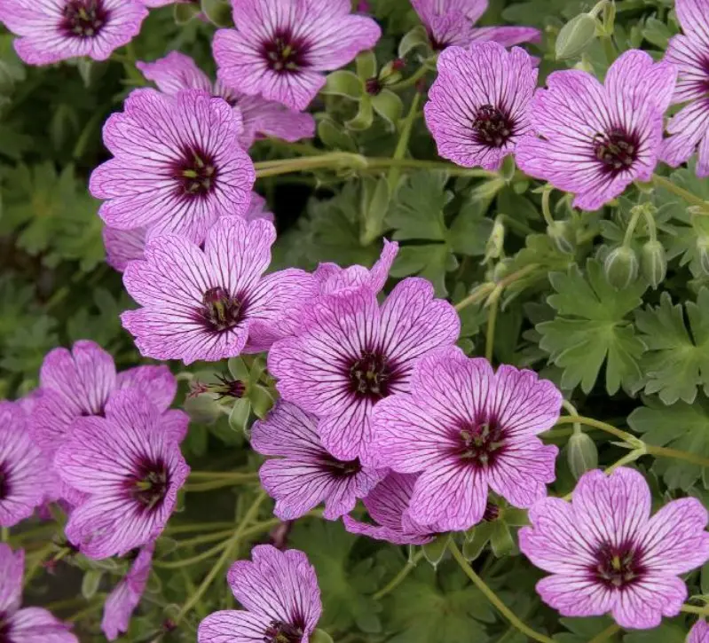 Hardy Geranium Ballerina