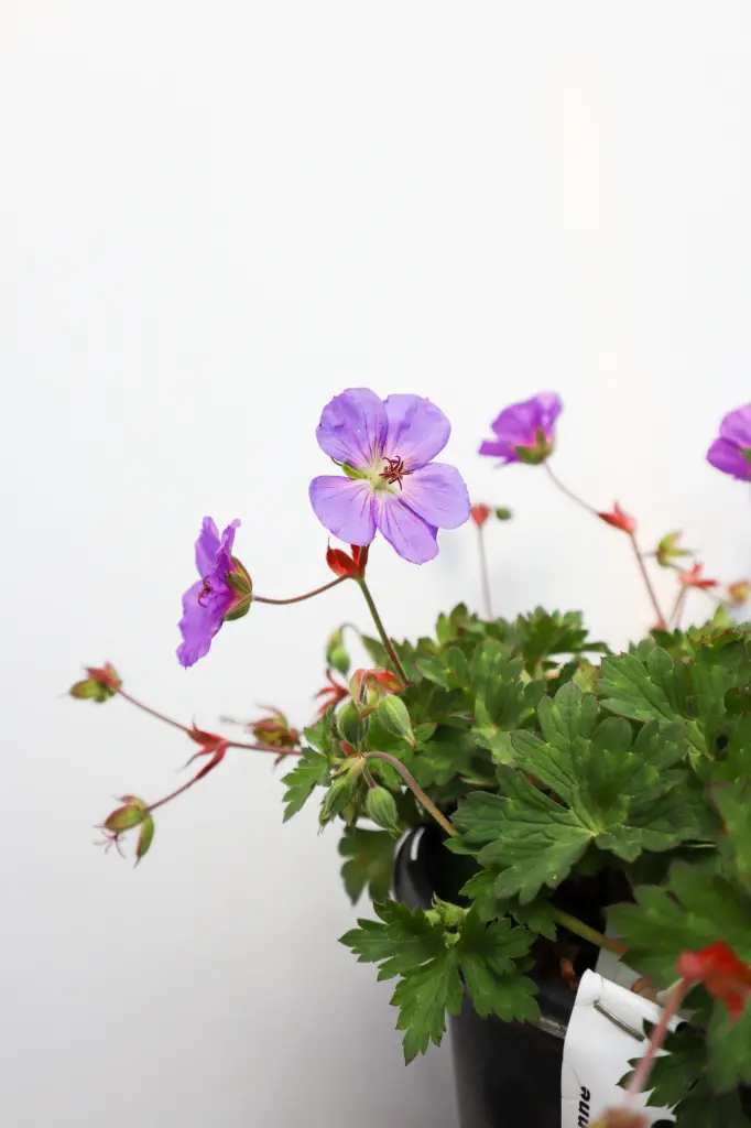 Grimm's Gardens Hardy Geranium Rozanne - Thumbnail 2