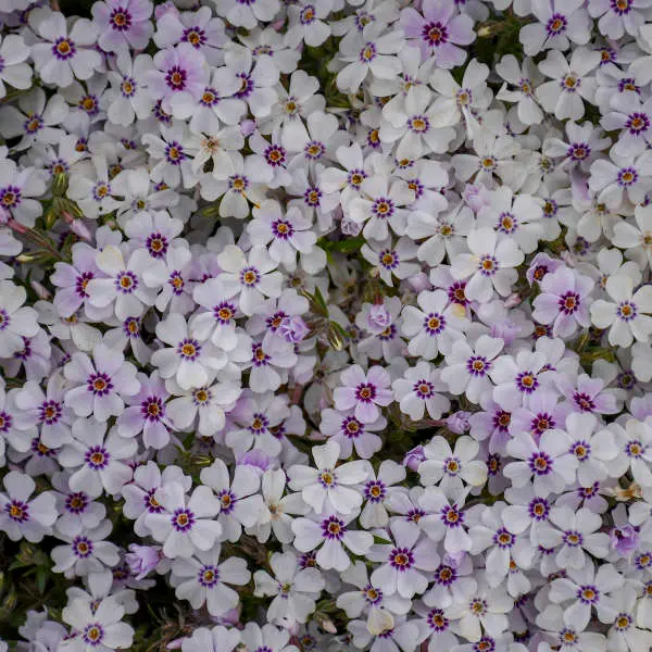 Phlox North Hills