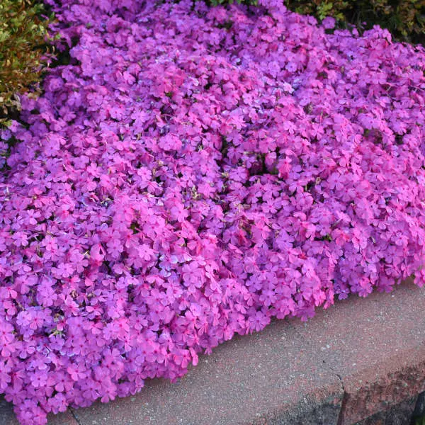 Phlox Creeping Drummonds Pink
