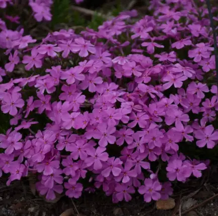 Phlox Creeping Emerald Pink