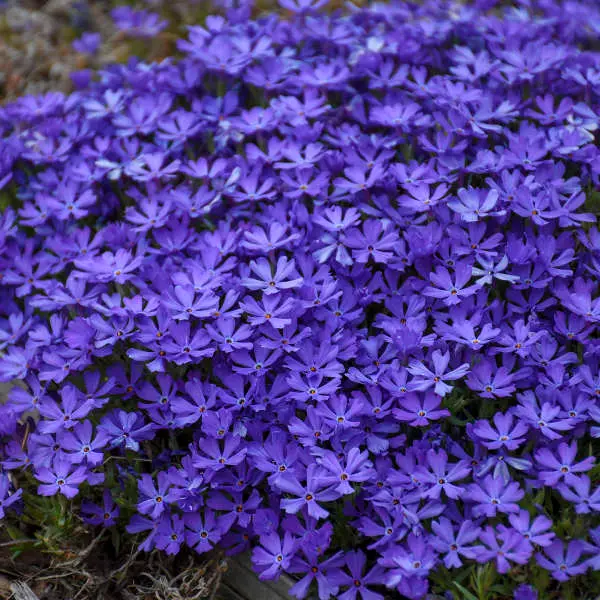 Phlox Creeping Violet Pinwheels