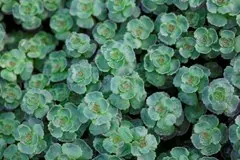 Sedum John Creech
