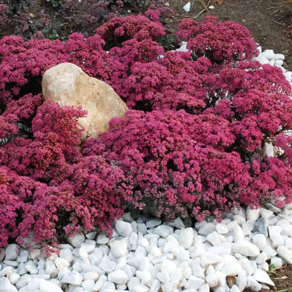 Sedum Dazzleberry