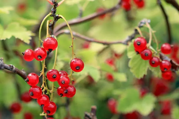 Currant Red Lake