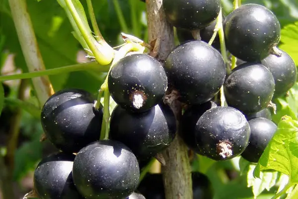 Currant Black Consort