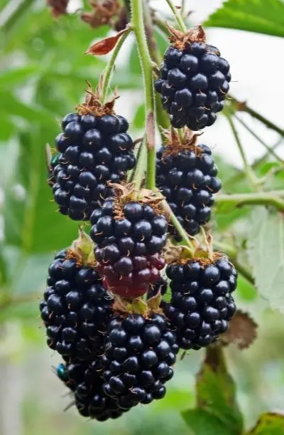 Blackberry Black Satin