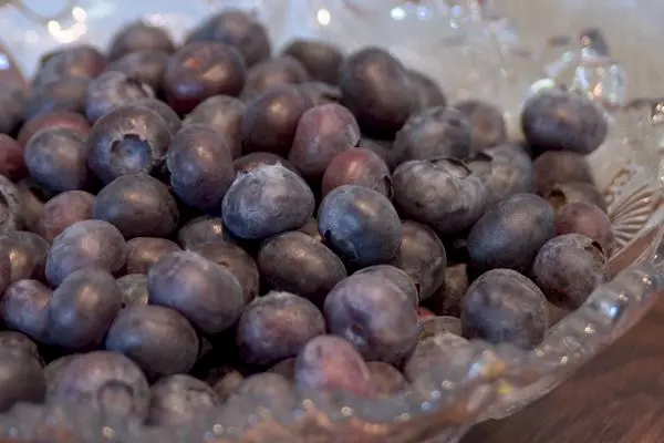 Blueberry Northcountry