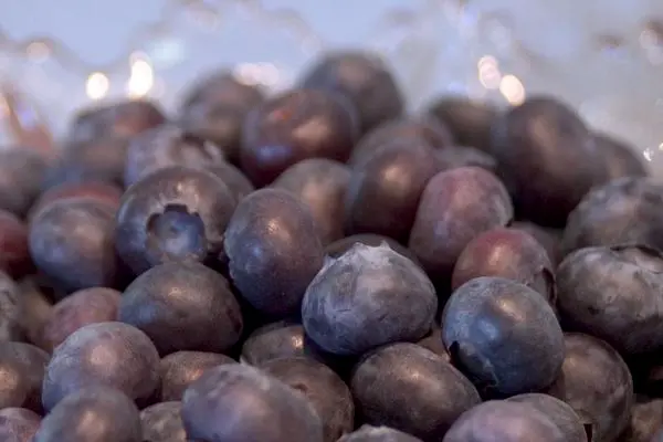 Blueberry Northblue