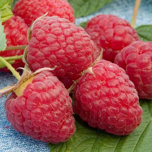 Raspberry Heritage