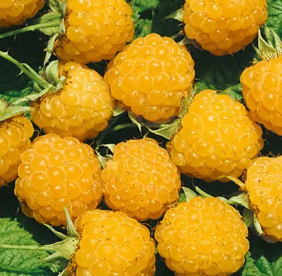Raspberry Fallgold