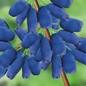 Honeyberry Tundra