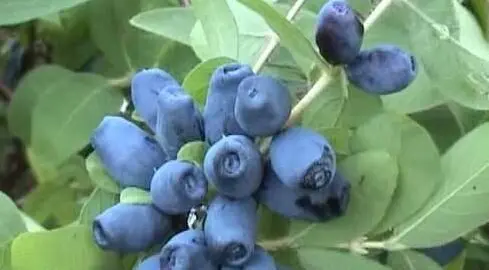 Honeyberry Cinderella