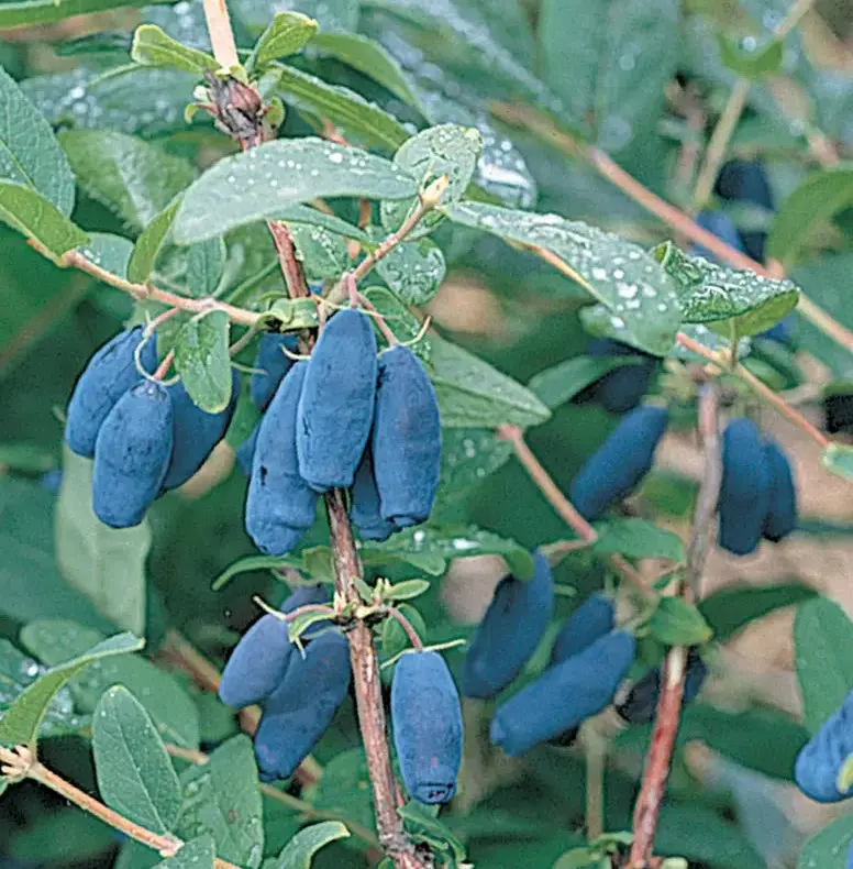 Honeyberry Berry Blue