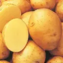 Seed Potatoes