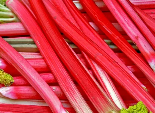 Rhubarb Crimson Cherry