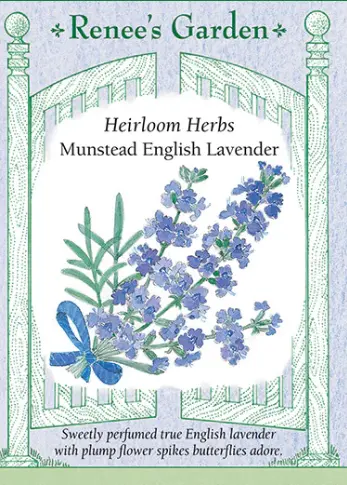 Lavender Munstead English