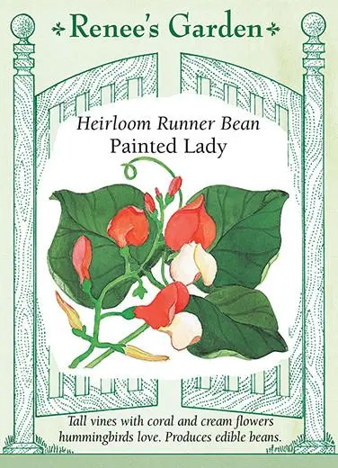 Bean Runner Painted Lady