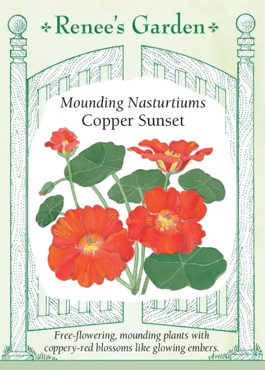 Nasturtium Copper Sunset