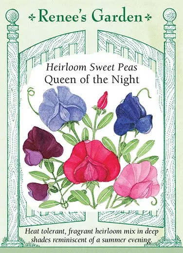 Sweet Pea Queen of the Night