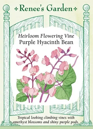 Hyacinth Bean Vine Purple