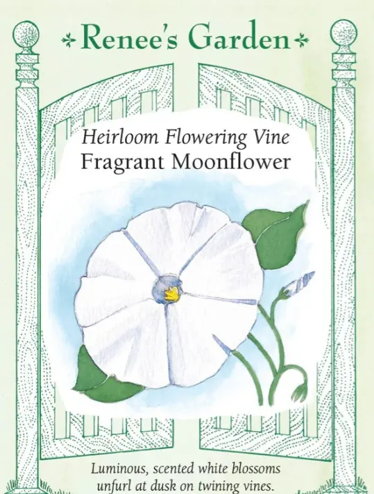 Moonflower Vine Scented