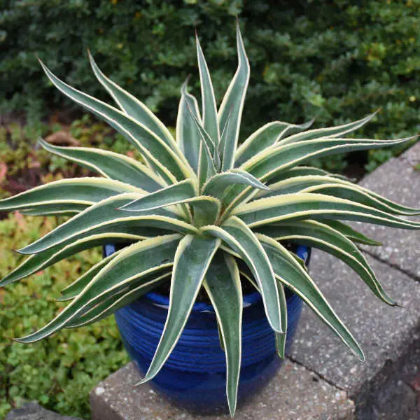 Mangave Navajo Princess