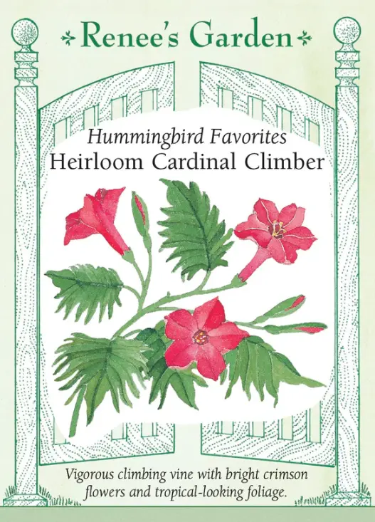 Cardinal Climber Vine