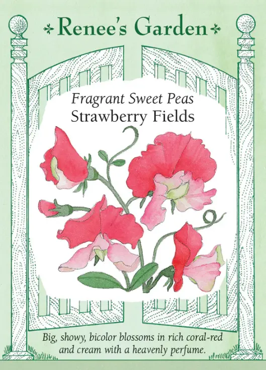 Sweet Pea Strawberry Fields
