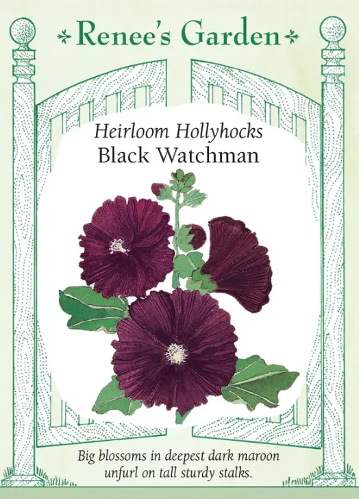 Hollyhock Black Watchman