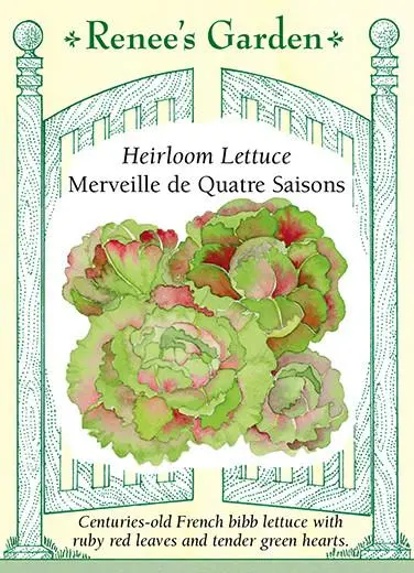 Renee's Garden Merveille De Quatre Saisons Lettuce - Thumbnail 4