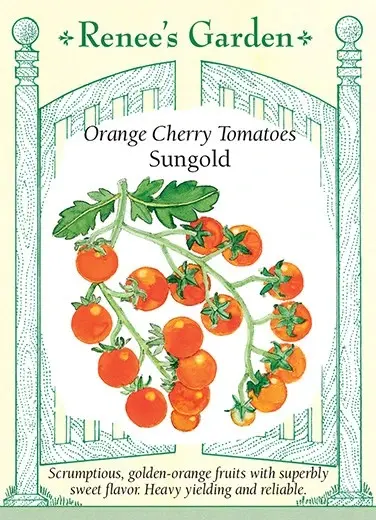 Tomato Cherry Sungold