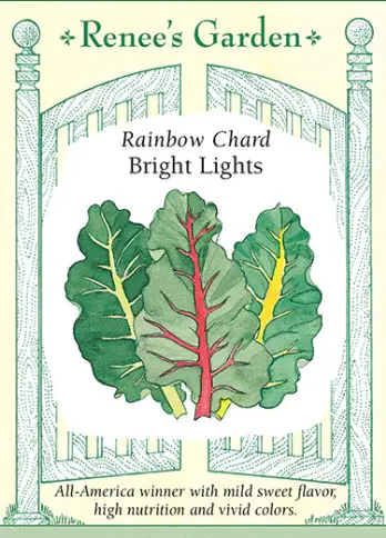 Chard Rainbow Bright Lights