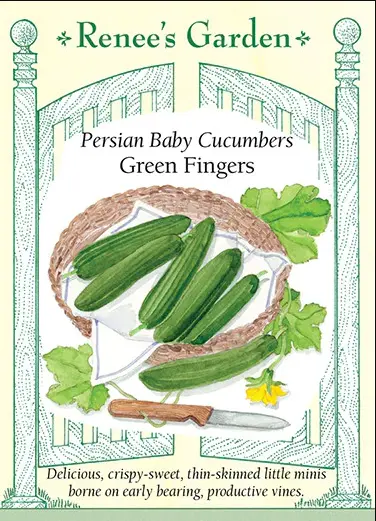 Cucumber Green Fingers Baby Persian