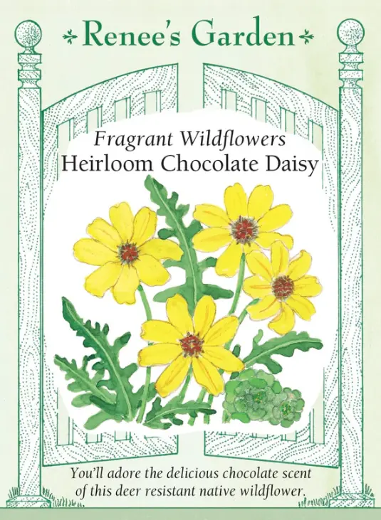 Daisy Chocolate