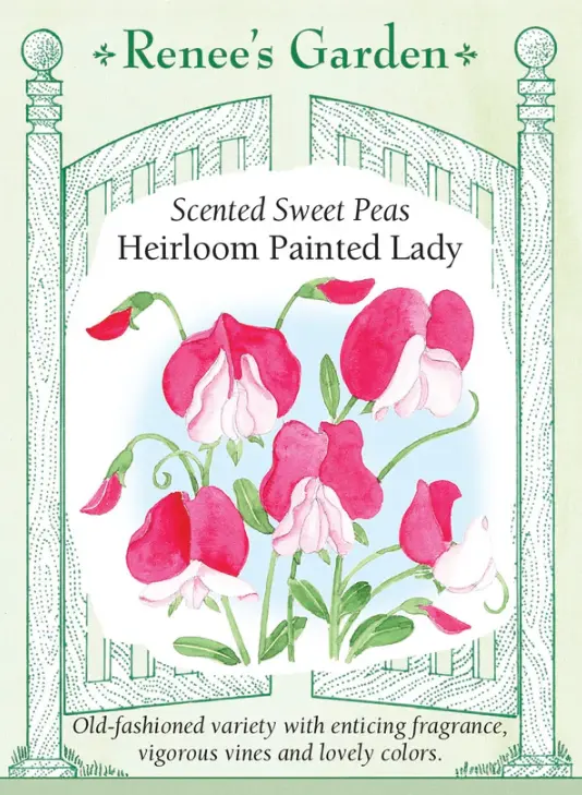 Sweet Pea Painted Lady