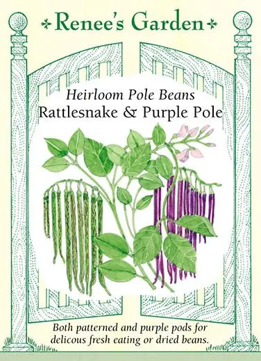 Bean Pole Rattlesnake & Purple