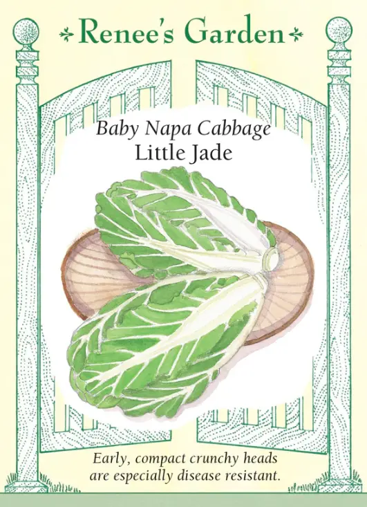 Cabbage Baby Napa Little Jade