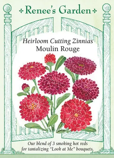 Zinnia Moulin Rouge