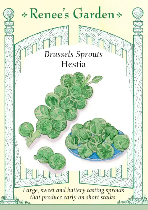 Brussels Sprouts Hestia