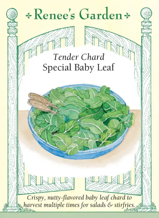 Chard Baby Leaf