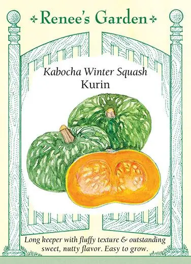 Squash Winter Kabocha Kurin