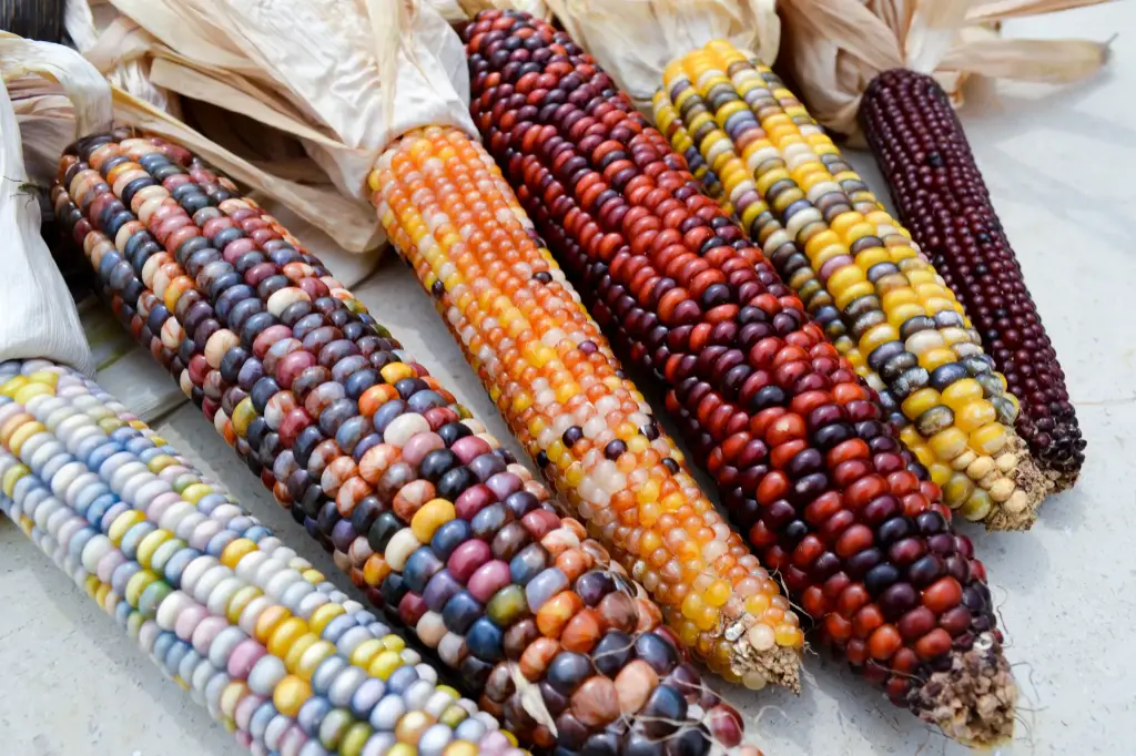 Corn Ears Indian