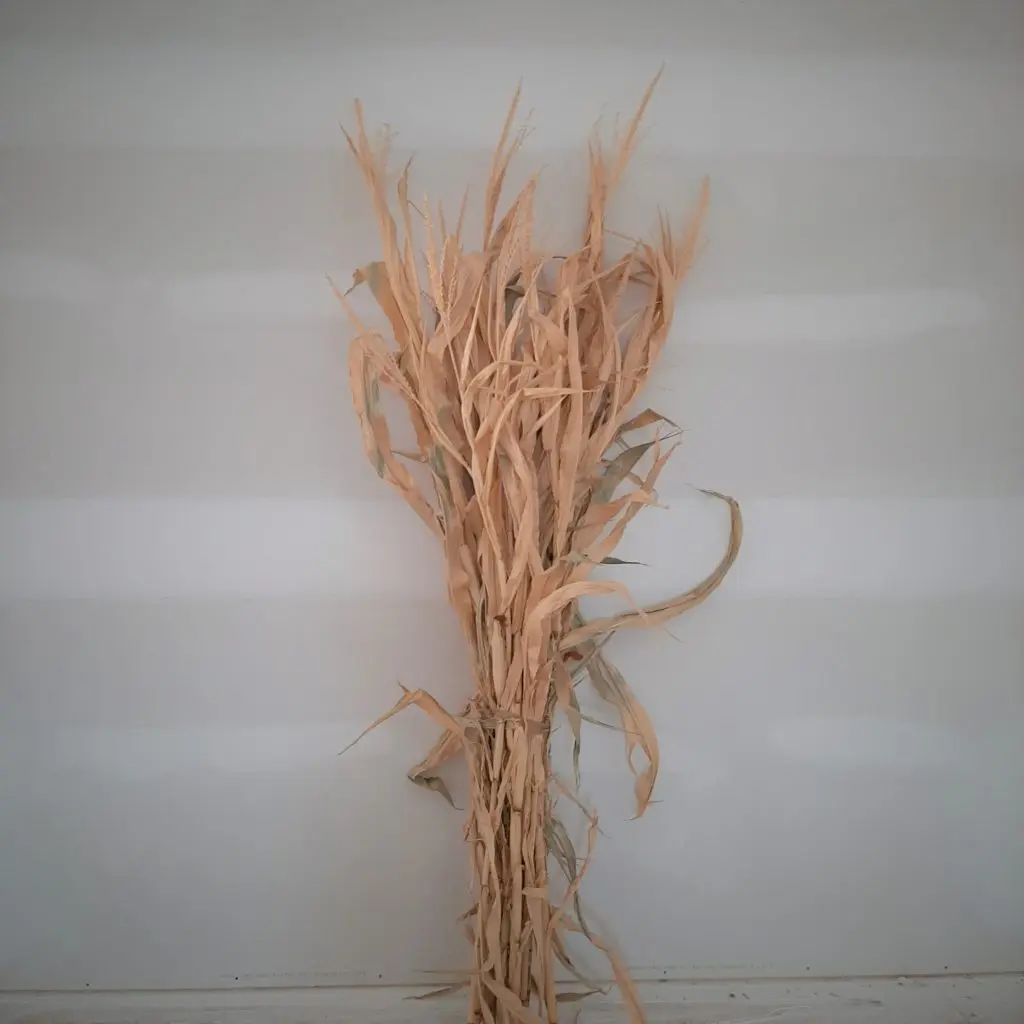 Corn Stalks Bundle 72"